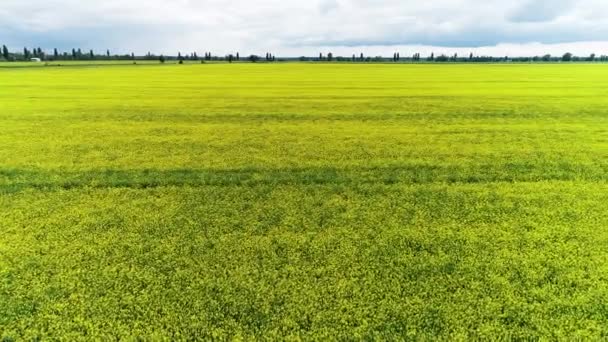 Gele verkrachtingsveld in het voorjaar. Drone shot van Blooming Field, gele verkrachting — Stockvideo