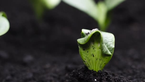 Plantas em crescimento na primavera timelapse, germinação brotos, planta em Estufa, Agricultura — Vídeo de Stock