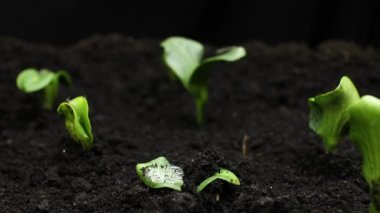 İlkbaharda filizlenen bitkiler, filizlenen filizler, serada yetişen bitkiler, tarım