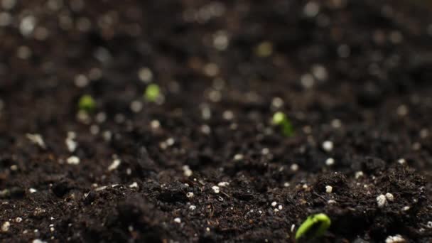 Növekvő növények tavasszal timelapse, csírák csírázás, növény üvegházban, mezőgazdaság — Stock videók