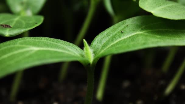 生长植物、芽萌发的春季时间 — 图库视频影像