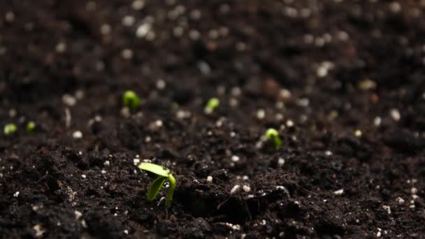 Tavaszi időeltolódás a növekvő növény, Csírák Germination — Stock videók