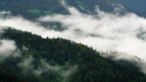 Ködös erdő a hegyekben. Csodálatos kilátás nyílik a fenyőerdőre reggel. Varázslatos köd van egészen a horizontig. 4K — Stock videók