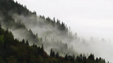 Dağdaki sisli orman. Sabahları Çam Ormanı 'nın muhteşem manzarası. Ufuk çizgisine kadar büyülü bir sis var. 4K