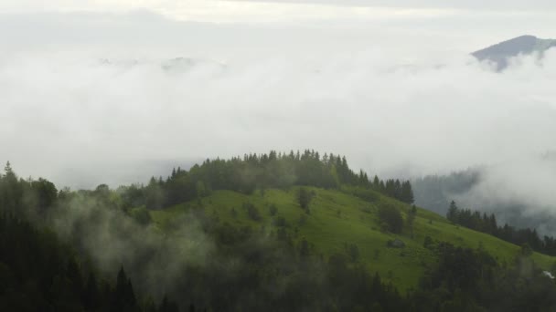 Ködös erdő a hegyekben. Csodálatos kilátás nyílik a fenyőerdőre reggel. Varázslatos köd van egészen a horizontig. 4K — Stock videók