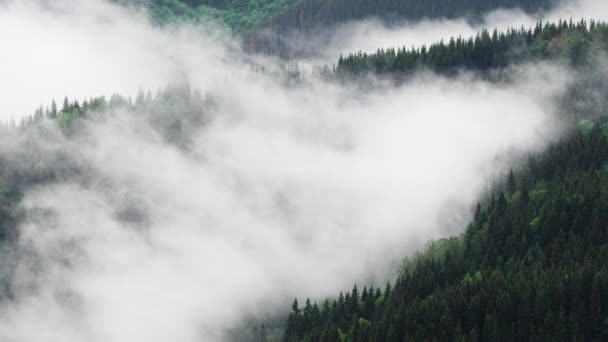 高山上的密林。在晨曦中俯瞰松林的美景令人惊奇.一直到地平线上都有神奇的雾.4K — 图库视频影像