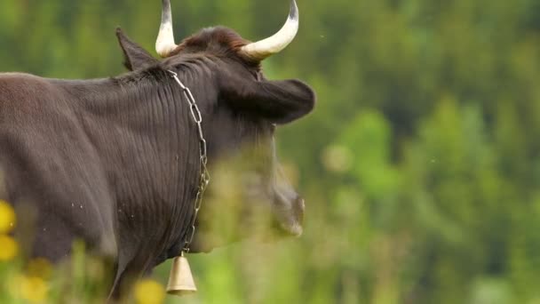 Vacas, mastigas de vaca engraçadas. O animal está a olhar para a câmara, de perto. 4K — Vídeo de Stock