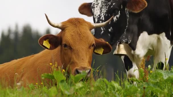 Krowy, Śmieszne krowy do żucia. Zwierzę patrzy w kamerę, zbliżenie. 4K — Wideo stockowe