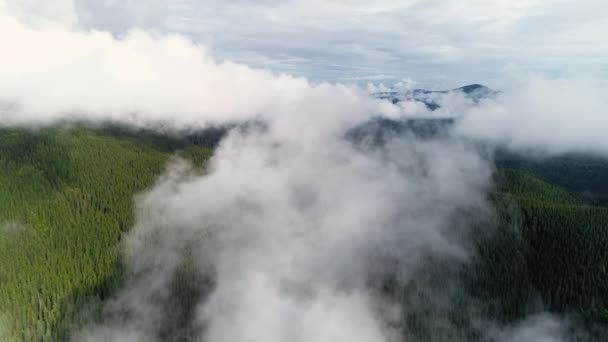 Voo aéreo épico sobre a névoa Forrest, árvores de verão, cores do pôr do sol Inspiração de glória épica, Caminhadas e conceito de turismo — Vídeo de Stock