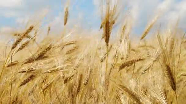 Campo de trigo com céu azul, comida ecológica natural. Campo de orelhas de trigo antes da colheita — Vídeo de Stock