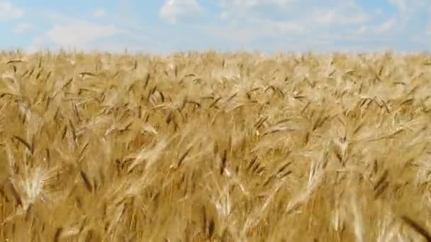 Campo de trigo com céu azul, comida ecológica natural. Campo de orelhas de trigo antes da colheita — Vídeo de Stock