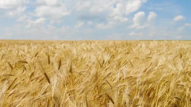 ブルースカイ、自然生態系の食品と小麦畑。収穫前のコムギの穂畑 — ストック動画