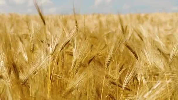 Campo de trigo com céu azul, comida ecológica natural. Campo de orelhas de trigo antes da colheita — Vídeo de Stock