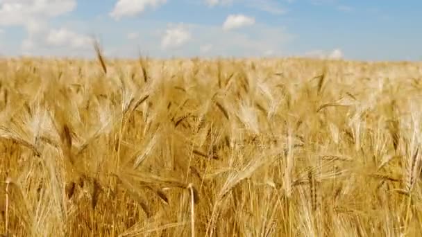 Campo de trigo con Cielo Azul, Alimento ecológico natural. Campo de orejas de trigo antes de la cosecha — Vídeo de stock