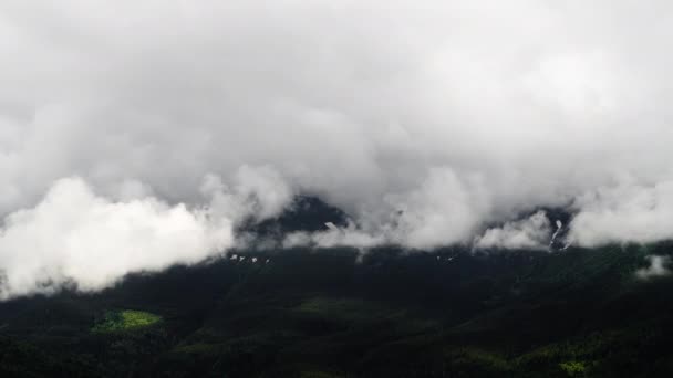 산에 있는 미스티 숲. 이른 아침의 파인 숲 너머 의경이로운 광경. — 비디오
