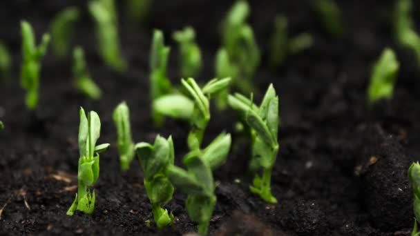 Выращивание растений во времени, ростки рождение новорожденного растения — стоковое видео