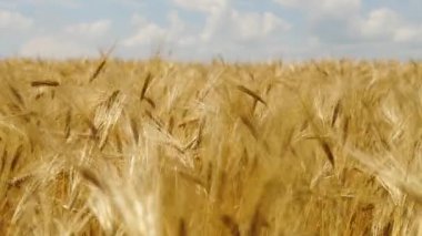 Olgun, sarı buğday güneşli bir günde tarlada, çayır
