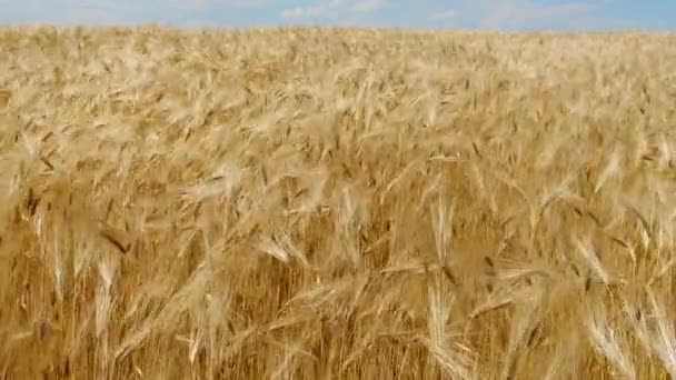 Olgun, sarı buğday güneşli bir günde tarlada, çayır — Stok video