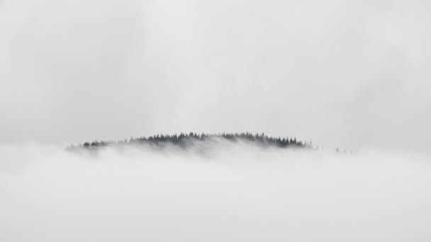 Floresta nebulosa na Montanha. Maravilhosa vista sobre a Floresta de Pinheiro pela manhã. Névoa mágica até ao horizonte. 4K — Vídeo de Stock