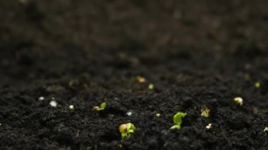 Büyüyen bitkilerin çiftçilik zamanı, filizlenme, yeni doğan tarım