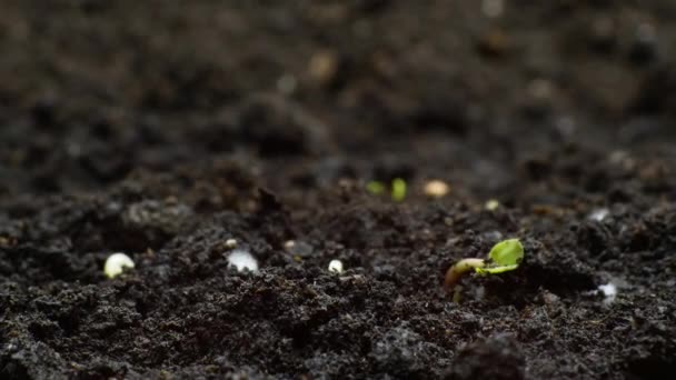Farming Timelapse of Growing plants, Sprouts Germination, newborn agriculture — Stock Video