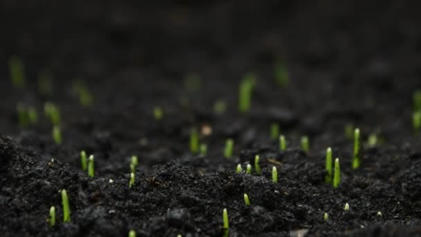 Hodowla Rośliny pszenicy w timelapse, kiełkowanie Sprouts Noworodka roślin spożywczych — Wideo stockowe