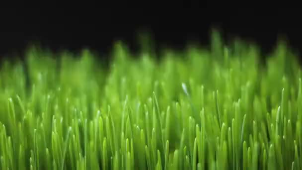 Növekvő Rye Field, Gabonatermesztés, időeltolódás. Friss zöld búza növény. A természet tavaszi szezonja. Mezőgazdasági élelmiszerek kertészete — Stock videók