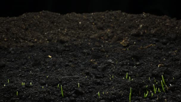 Anbauzeitrahmen von wachsenden Pflanzen, Keimung von Sprossen, neugeborene Landwirtschaft — Stockvideo