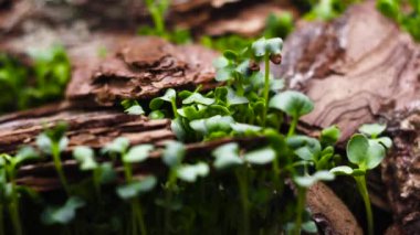 Büyüyen Bitkinin Orman Zamanı, Filizler Yeşermesi
