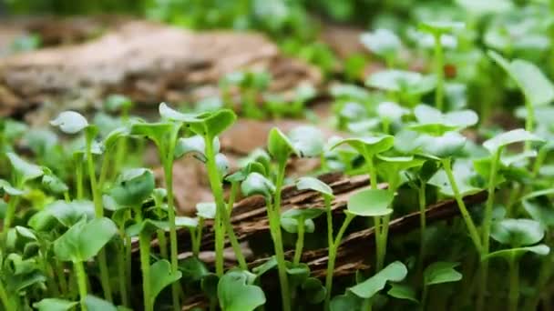 Piante in crescita in primavera Timelapse, germogli germinazione in serra, Foresta — Video Stock