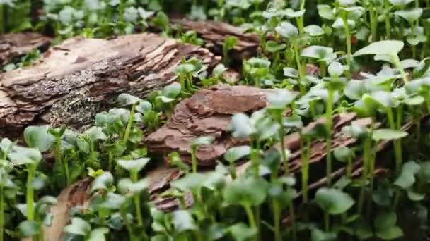 Plantas em crescimento na primavera Timelapse, germinação de brotos em estufa, Floresta — Vídeo de Stock