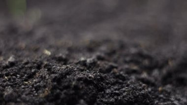 Zamanda yetişen bitkiler, filizlenen filizler yeni doğan bitkiler.