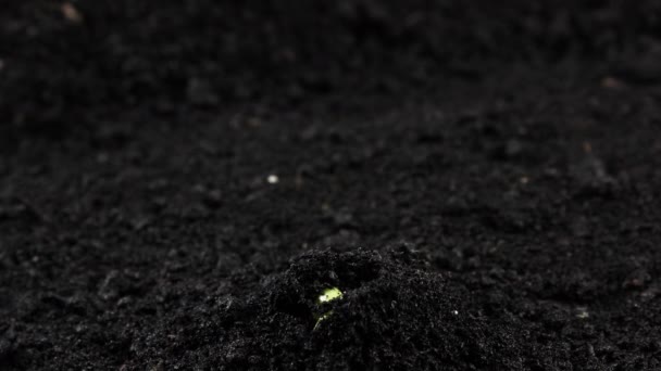 Plantas em crescimento Timelapse Bean brotos Germinação — Vídeo de Stock