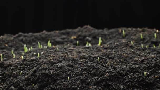 Plantas em crescimento em timelapse, brotos de trigo Germinação planta recém-nascido — Vídeo de Stock