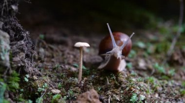 Helix pomatia ayrıca Romalı salyangoz, Burgundy salyangozu, yenilebilir salyangoz veya salyangoz, Helicidae familyasından bir karasal pulmonat yumuşakçasıdır..