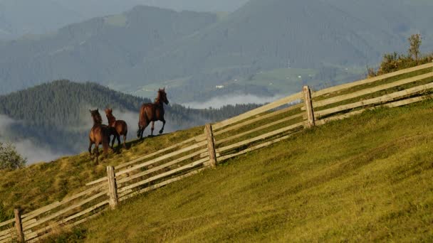 Herd van Mustang paarden galopperen door sagebrush, weiden en bomen in de uitlopers van de bergketen — Stockvideo