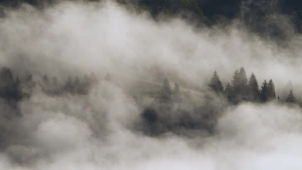 Ranní mlha v lese, Přírodní krásná krajina v horách, Pozadí — Stock video