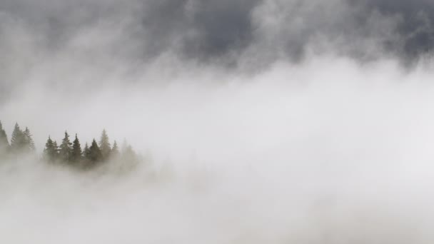 Morgondimma i skogen, Naturskön natur landskap i berget, Bakgrund — Stockvideo