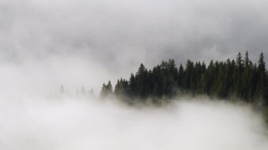 Ormanda Sabah Sisi, Dağ 'da Doğal Güzel Doğa Manzarası, Arka plan