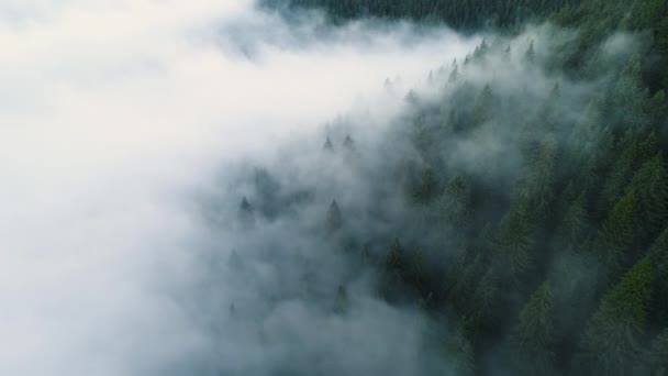 Туманный лес. Вид на пролет над сосновым лесом по утрам, волшебный туман в горах, снимок с воздуха, 4K — стоковое видео