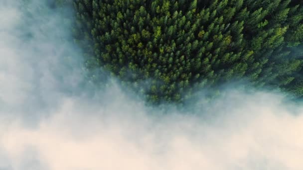 Bosque brumoso. Vista del bosque de pinos volando por la mañana, niebla mágica en la montaña, plano aéreo, 4K — Vídeos de Stock