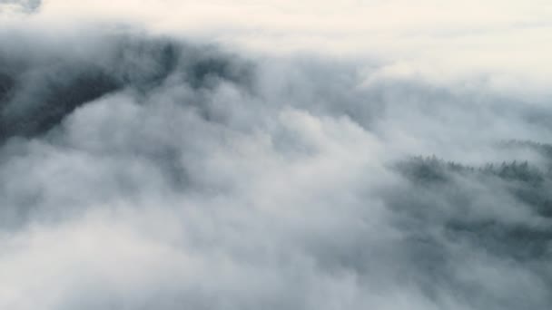 多雾的森林晨光飞过松林，山雾奇幻，空中射击，4K — 图库视频影像