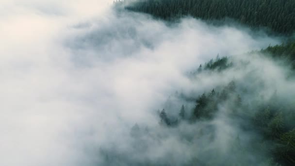 霧の森だ。朝の松林の上を飛ぶ景色、山の魔法の霧、空中撮影、 4K — ストック動画