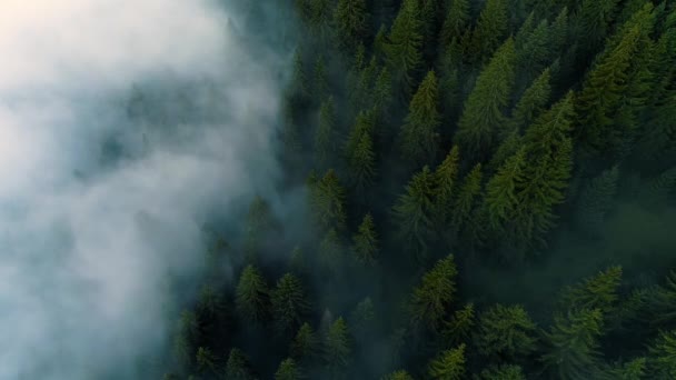 霧の森だ。朝の松林の上を飛ぶ景色、山の魔法の霧、空中撮影、 4K — ストック動画