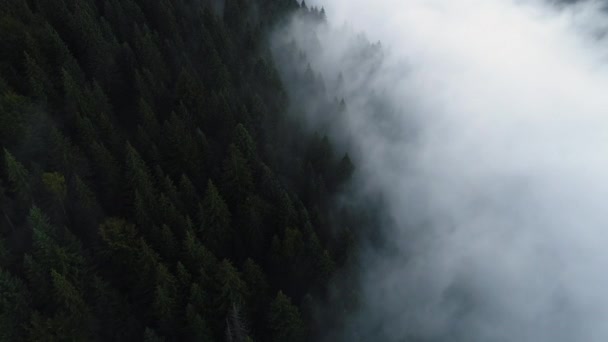 Latanie nad lasem sosnowym rano, Magiczna mgła w górach, Strzał z powietrza, Mglisty las 4K — Wideo stockowe