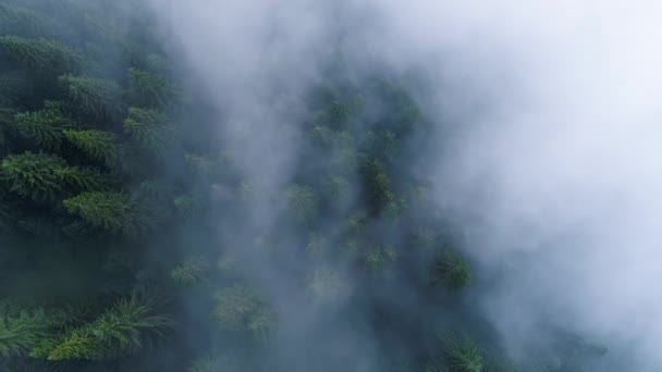 Létání nad Pine Forest v ranní mlze, Kouzelná mlha v horách, Letecký záběr, Mlhavý les 4K — Stock video