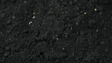 İlkbaharda filizlenen bitkiler, filizlenen tomurcuklar sera tarımında yeni doğan bitkiler.