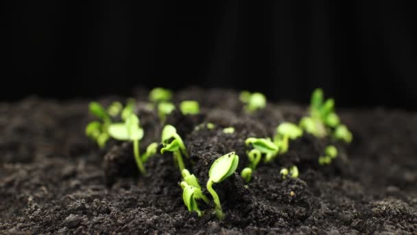 Piante in crescita in primavera timelapse, germogli germinazione pianta neonata in agricoltura serra — Video Stock