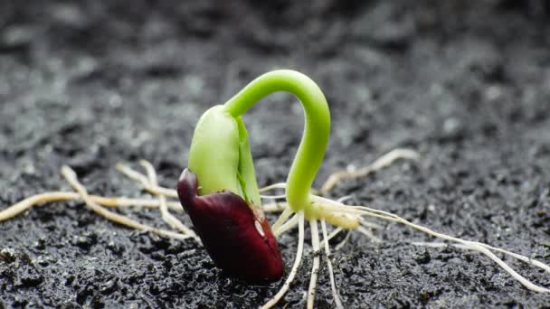 Plant Groeien in Timelapse, Sprouts Kiemkracht Lente en Zomer Landbouw — Stockvideo