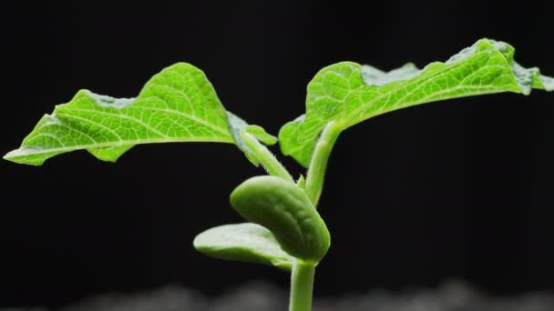 Rośliny rosnące w Timelapse, kiełkowanie pędów Wiosna i letnie rolnictwo — Wideo stockowe